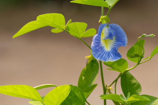 ayurvedic ingredients for hair growth